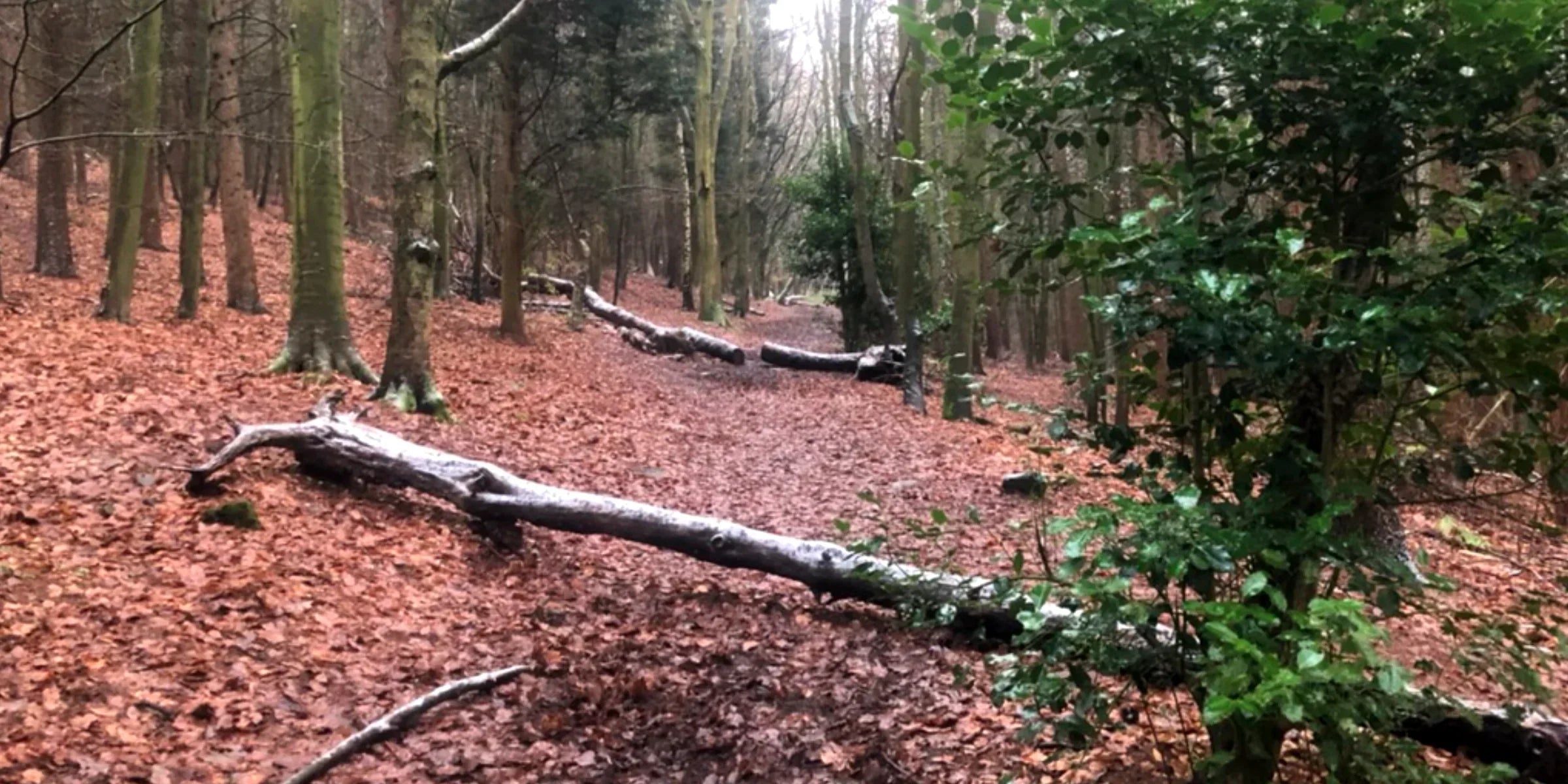 Autumn leaves on the trail