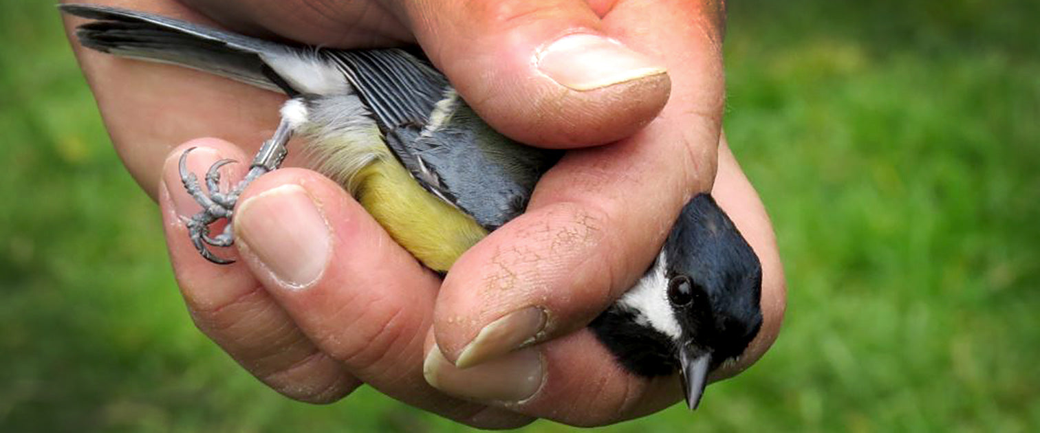 Bird Ringer Demonstrating Bird Ringing in Glasgow Nature Reserves