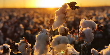 What Is Regenerative Cotton? Benefits, Challenges & Alpkit’s 2027 Plan