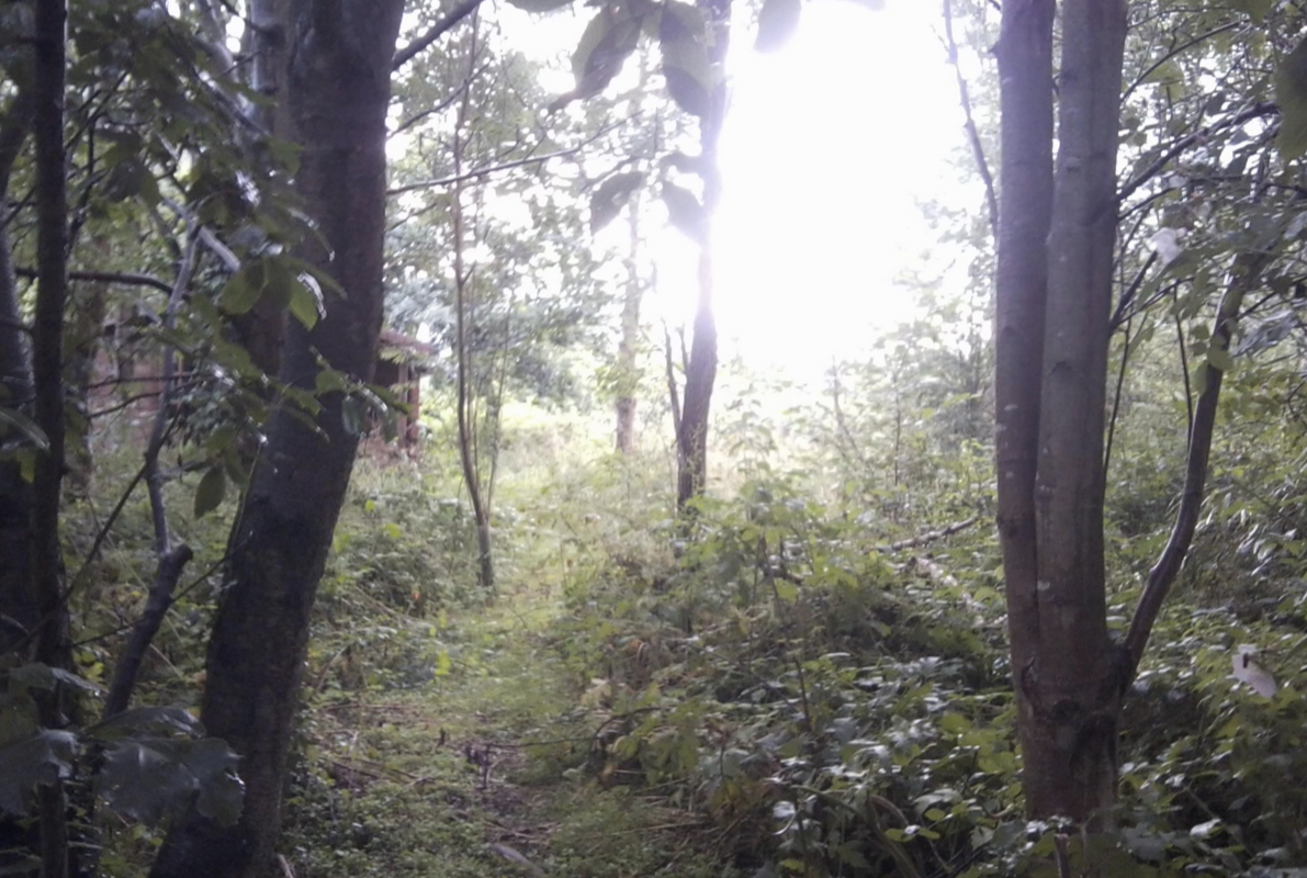 Helping Children Gain Access to Forest School