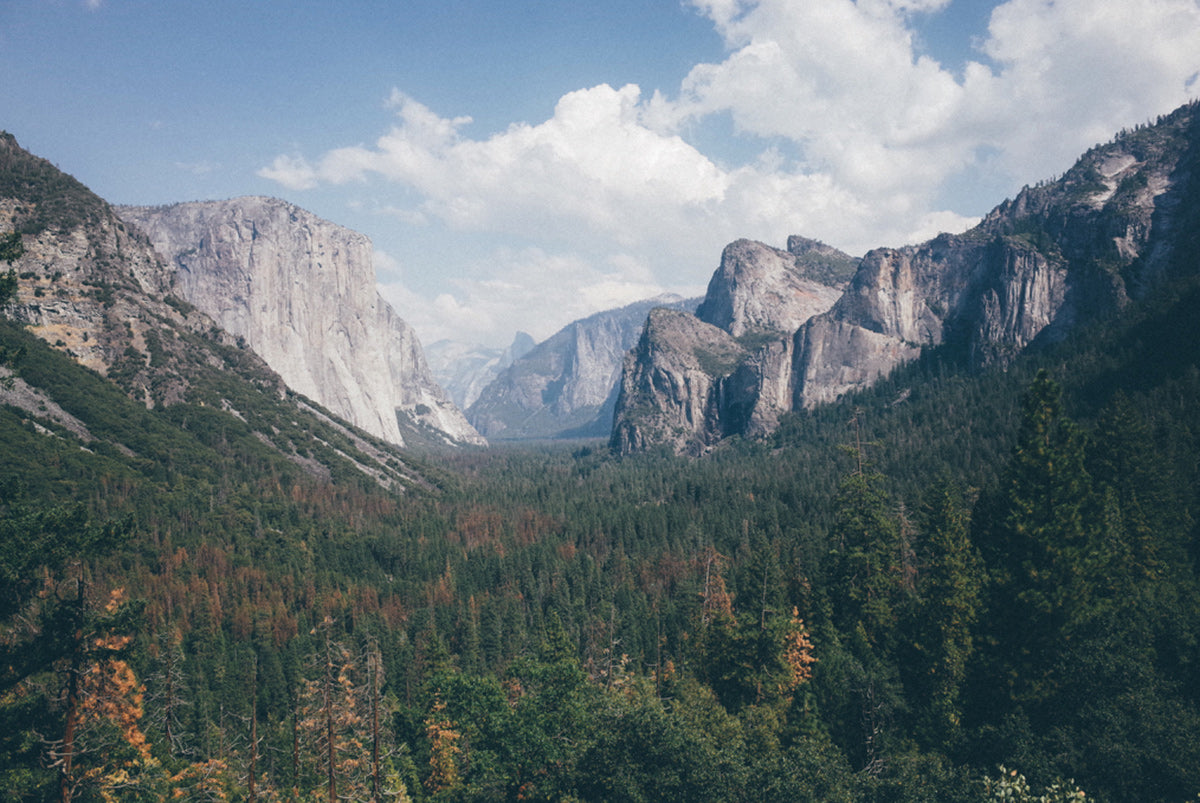 The Bearded Runner: Sierra Nevada